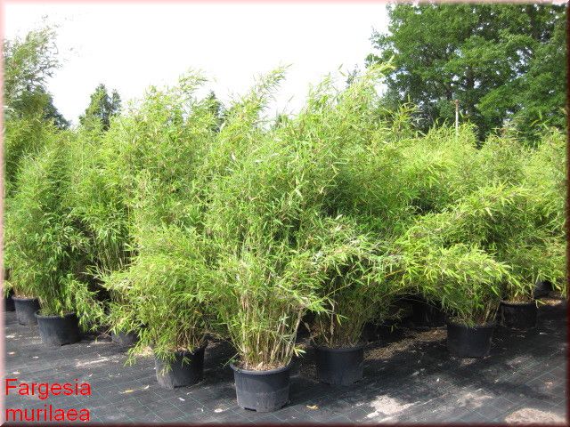 Sinarundinaria - Fargesia murielae