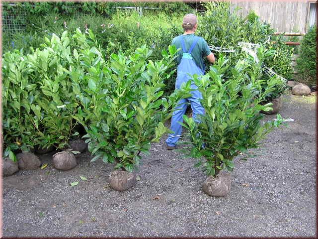 Prunus lauroc.'Caucasica'