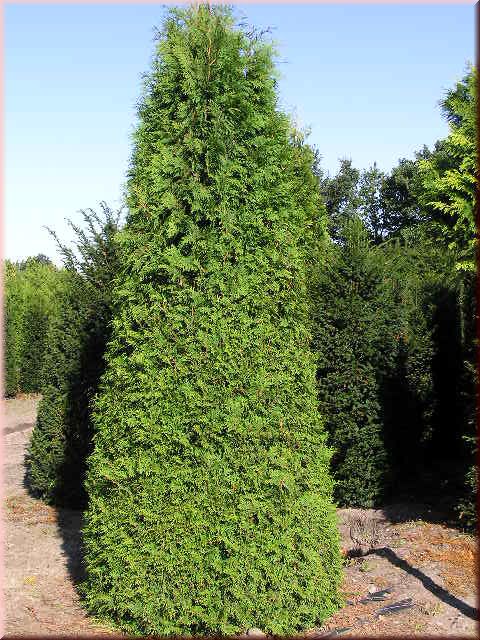 Thuja occidentalis