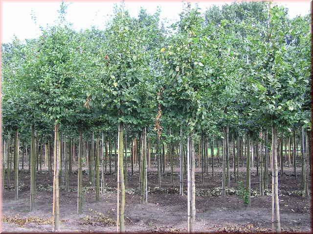 Carpinus betulus
