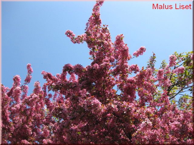 Malus 'Liset'CAC