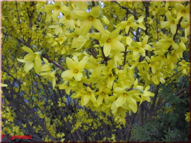 Forsythia 'Lynwood'