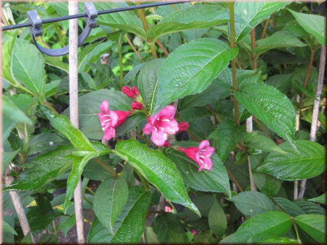Weigela 'Bristol Ruby'