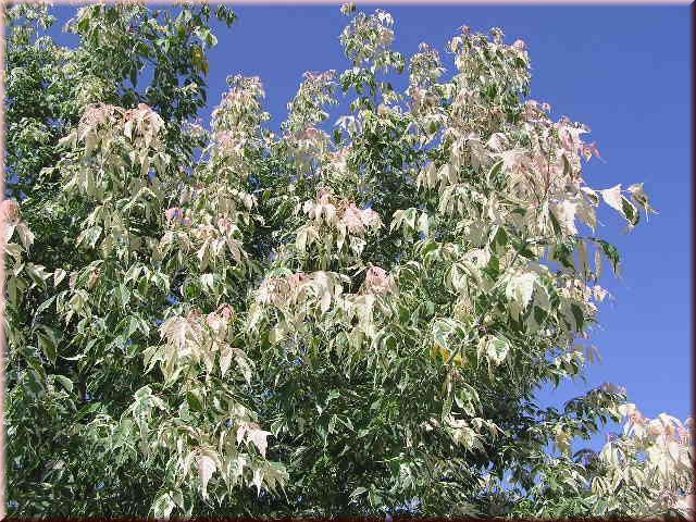Acer negundo 'Flamingo'