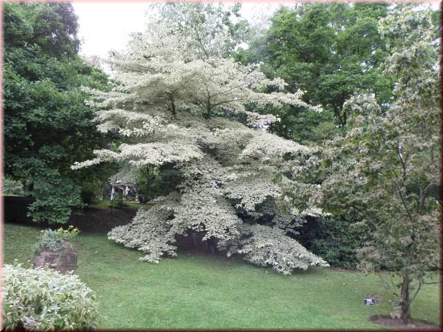 Cornus controversa Variegata