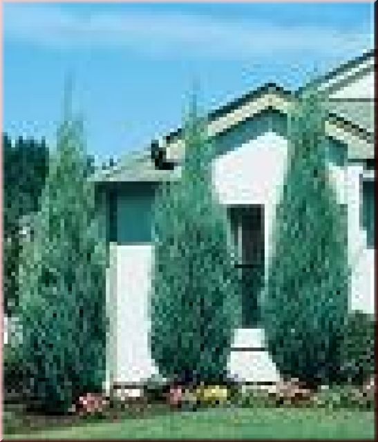 Juniperus scop. Blue Arrow