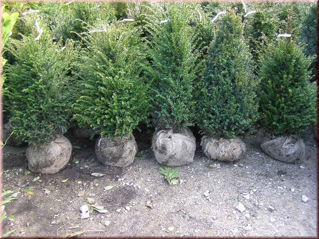 Taxus baccata