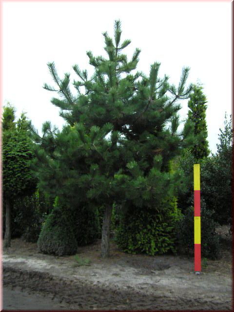 Pinus nigra - Stamm