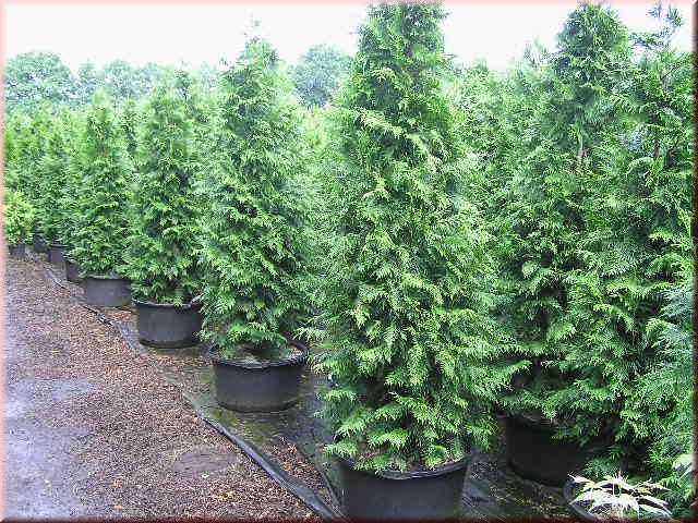 Thuja plicata Dura