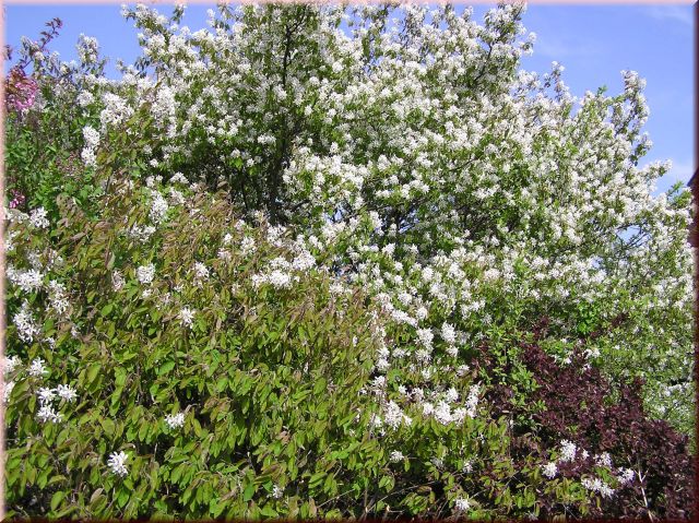 Amelanchier lamarckii