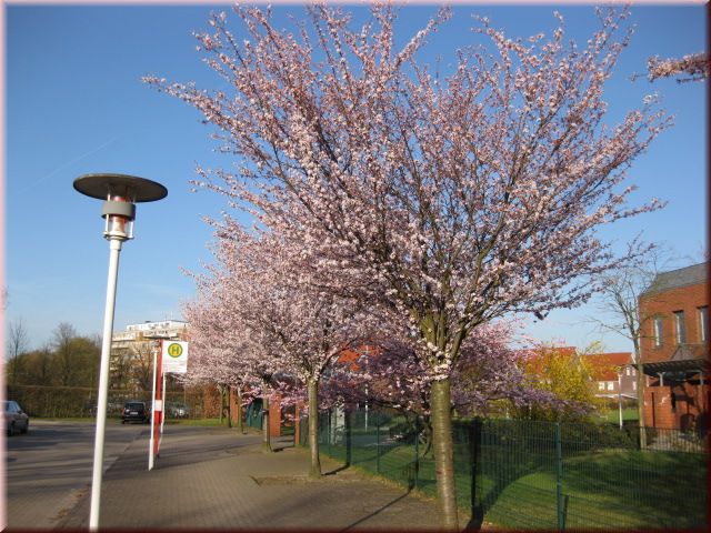 Prunus 'Accolade'CAC