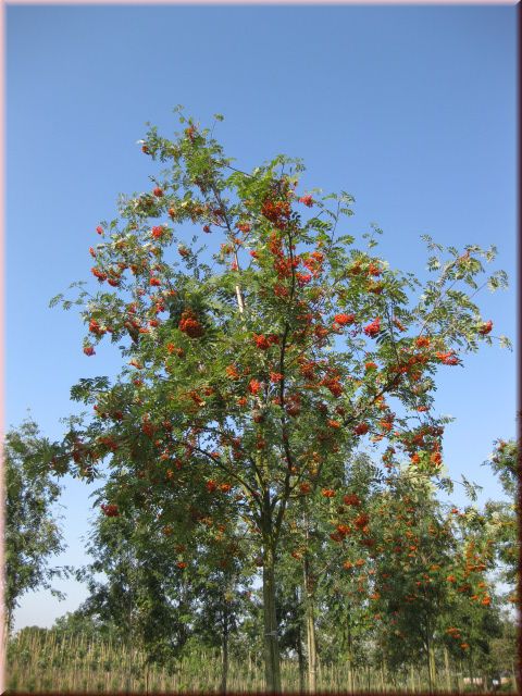 Sorbus aucuparia 'Edulis'