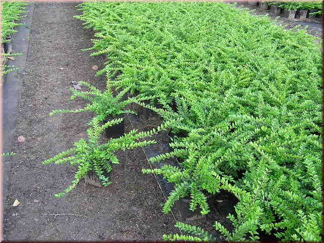Lonicera nitida 'Maigr�n'