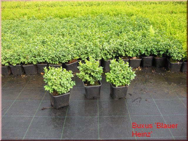Buxus semp. Blauer Heinz