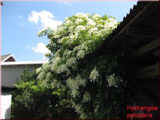 Hydrangea petiolaris