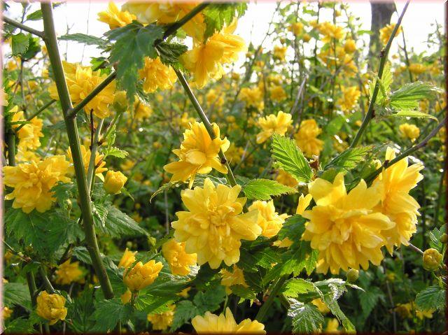 Kerria japonica 'Pleniflora'