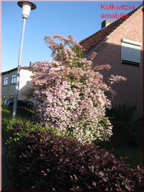 Kolkwitzia amabilis