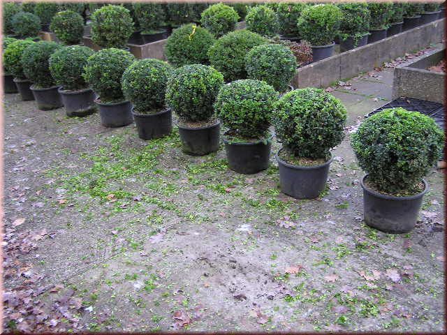 Buxus sempervirens arborescens