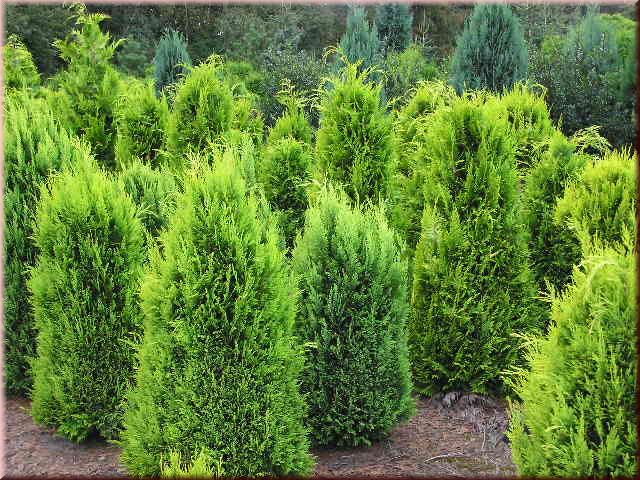 Chamaecyparis laws.'Stardust'
