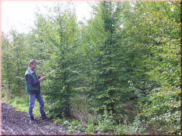 Carpinus betulus