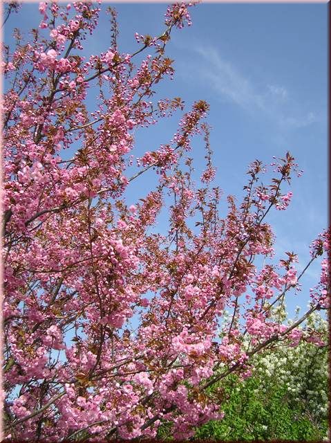 Prunus serrulata 'Kanzan'