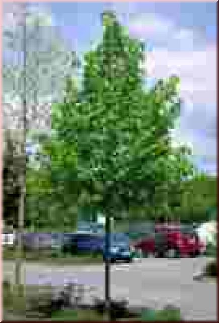 Tilia cordata 'Greenspire'