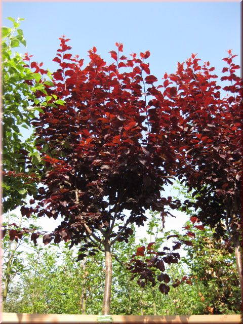 Prunus cerasifera 'Nigra'CAC