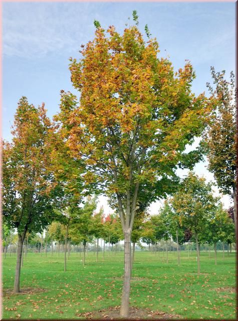 Acer platanoides 'Emerald Queen'