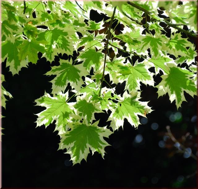 Acer platanoides 'Drummondii'