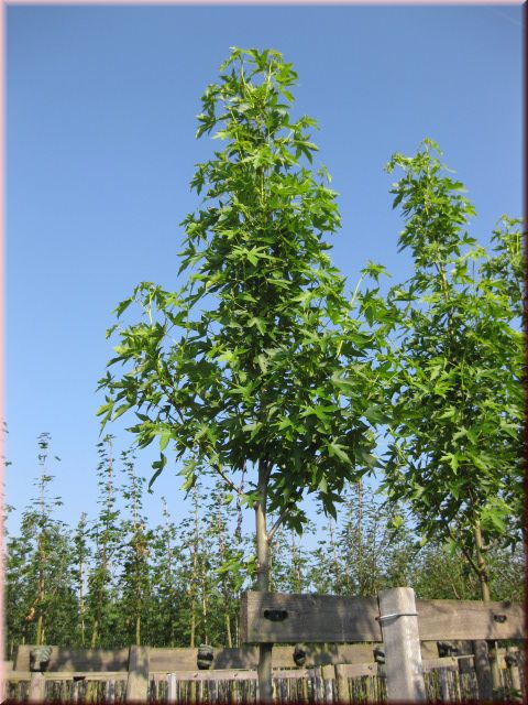 Liquidambar styraciflua