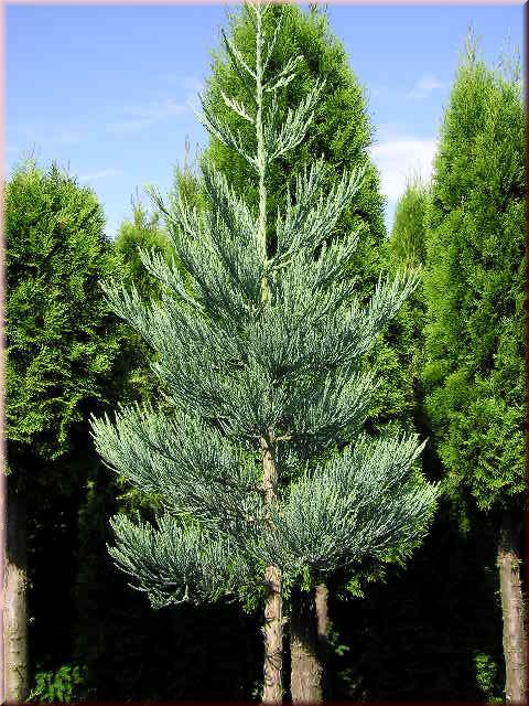 Sequoiadendron giganteum Glaucum