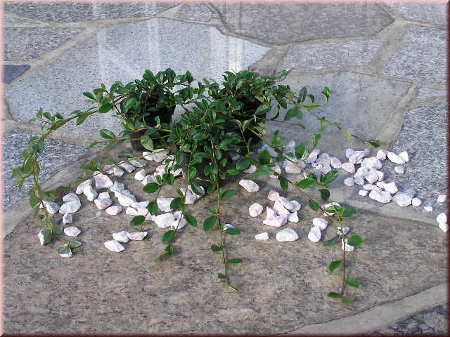 Cotoneaster dammeri radicans