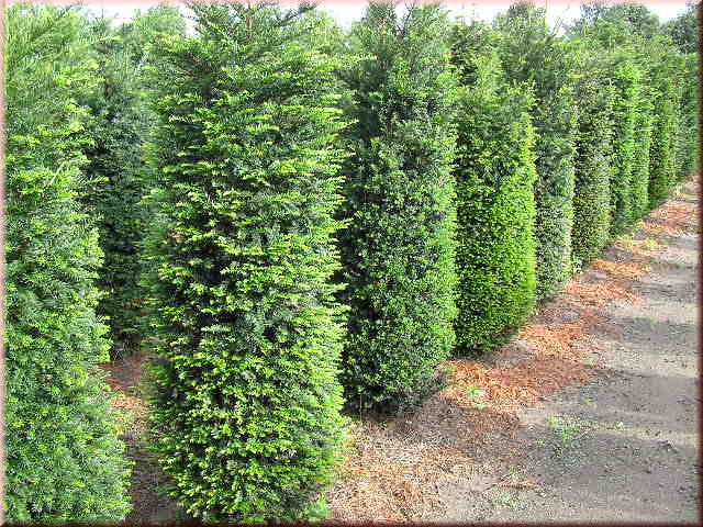 Taxus baccata