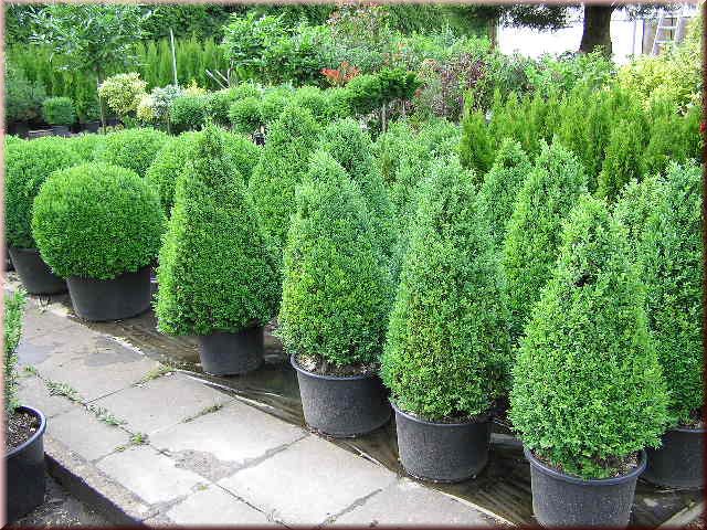 Buxus sempervirens arborescens