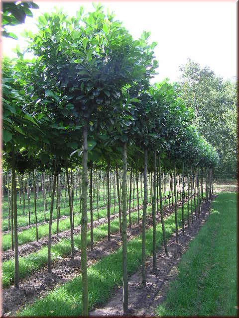 Prunus lauroc.'Etna'-R-