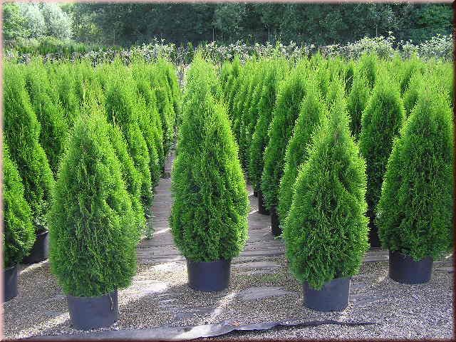 Thuja occ. Smaragd