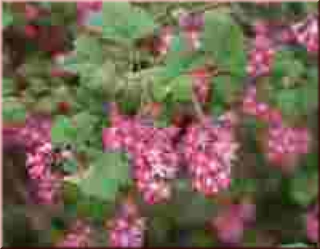 Ribes sanguineum Atrorubens