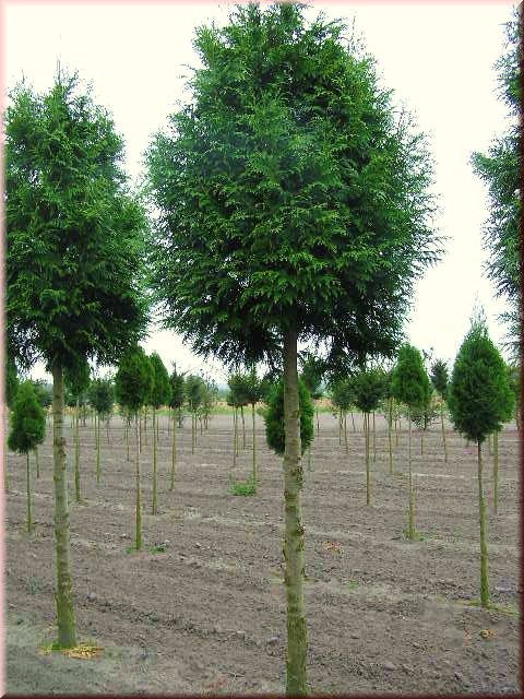 Thuja plicata Hochstamm