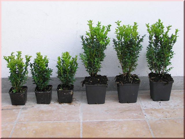 Buxus sempervirens arborescens
