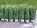 Taxus baccata