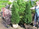 Taxus baccata