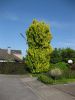 Ulmus carpinifolia Wredei