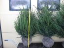 Taxus baccata