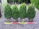 Buxus sempervirens arborescens