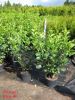 Prunus lauroc.'Etna'-R-
