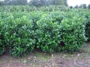 Prunus lauroc.'Etna'-R-