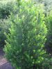 Ilex mutchagara