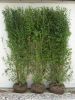 Ligustrum vulg. Atrovierens