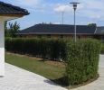 Ligustrum vulg. Atrovierens