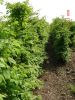 Fagus sylvatica